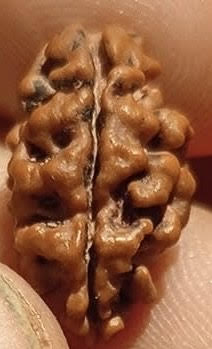 One Mukhi Rudraksh