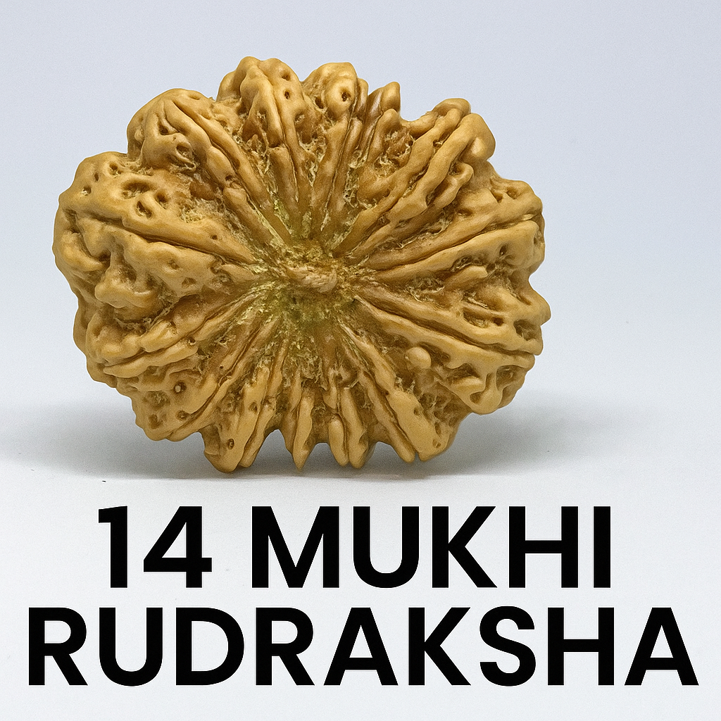 14 mukhi